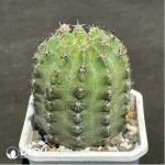 Cactus-Eriosyce - Image 2
