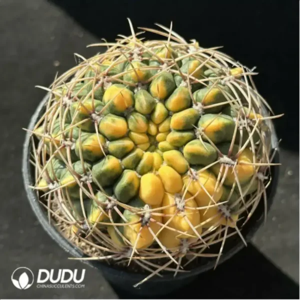 Gymnocalycium cultivation variegated - Image 1
