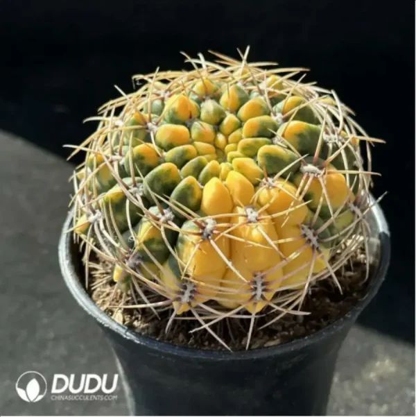 Gymnocalycium cultivation variegated - Image 2