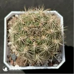 Cactus-Rebutia neocumingii.