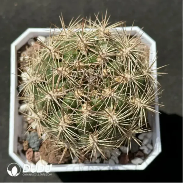 Cactus-Rebutia neocumingii. - Image 1