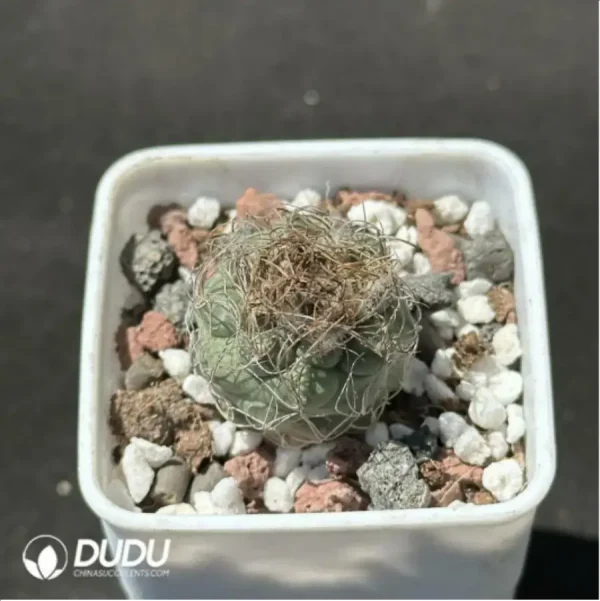 Cactus-Turbinicarpus macrochele - Image 1