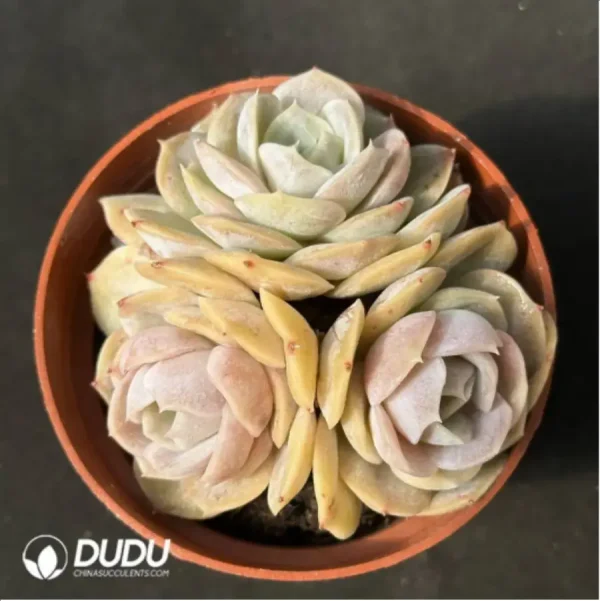 Echeveria 'Blue Surprise' Clustering - Image 1