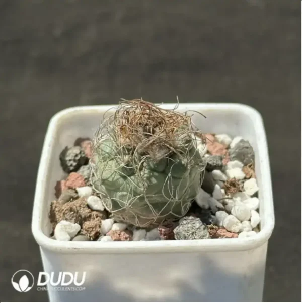 Cactus-Turbinicarpus macrochele - Image 2