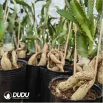 (Rooted Cutting)Euphorbia-stellata