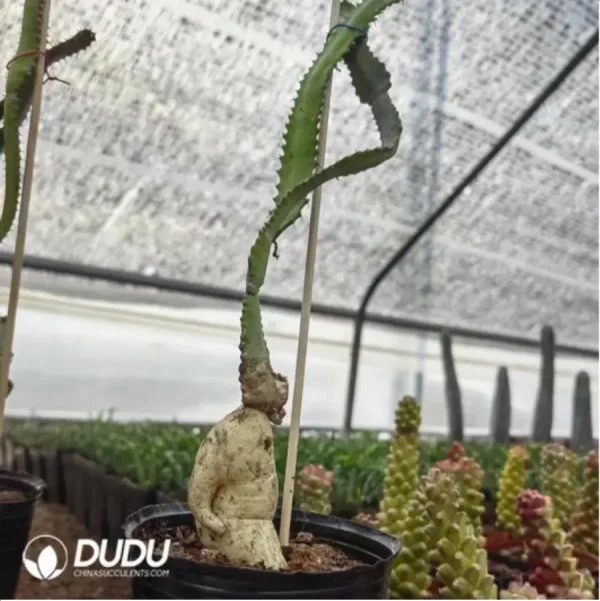 (Rooted Cutting)Euphorbia-stellata - Image 2