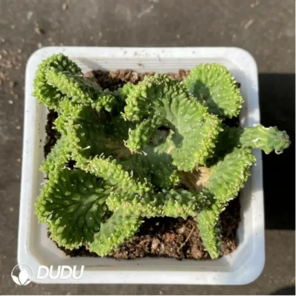 Euphorbia-inermis Cristata - Image 1