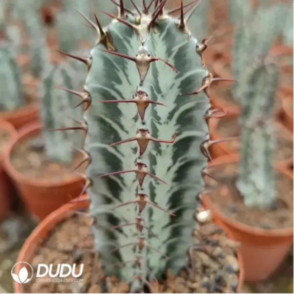 1756115078-1-2409.webp Euphorbia-zoutpansbergensis - Image 1