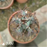 Euphorbia-zoutpansbergensis - Image 2