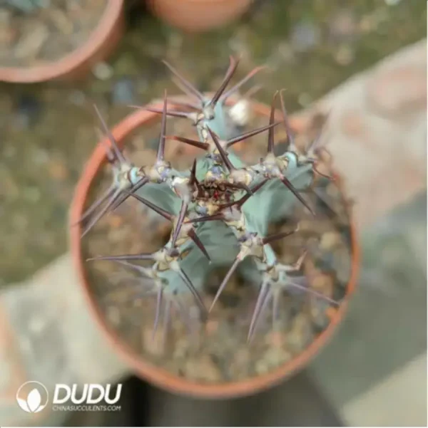 1756115079-2-1566.webp Euphorbia-zoutpansbergensis - Image 2