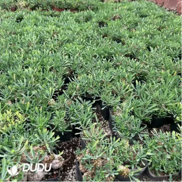 Euphorbia-x japonica - Image 1