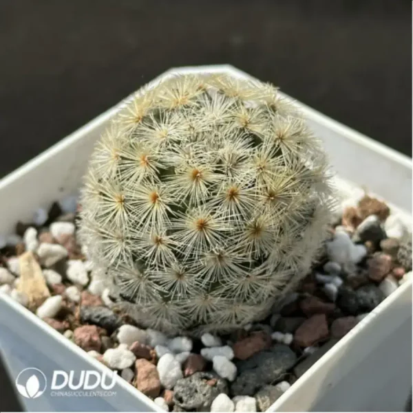 Cactus-Mammillaria carmenae - Image 2