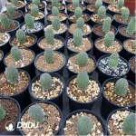 Larryleachia cactiformis Hook.Plowes (Without Roots)