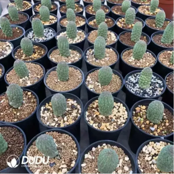 1756115083-1-2406.webp Larryleachia cactiformis Hook.Plowes (Without Roots) - Image 1