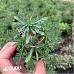 Euphorbia-x japonica - Image 2