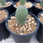 Larryleachia cactiformis Hook.Plowes (Without Roots) - Image 2