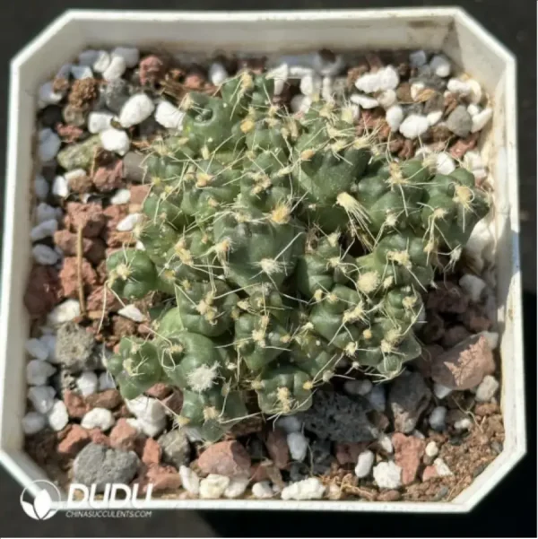 1756115085-1-2179.webp (Rooted Cutting)Cactus-Opuntia subterranea R.E.Fries - Image 1