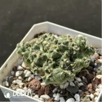 (Rooted Cutting)Cactus-Opuntia subterranea R.E.Fries - Image 2