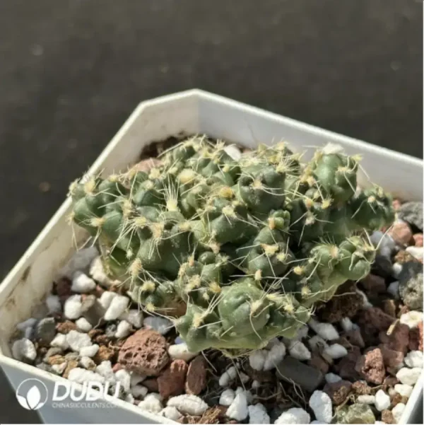 (Rooted Cutting)Cactus-Opuntia subterranea R.E.Fries - Image 2