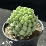 Cactus-Mammillaria Taijulian - Image 2