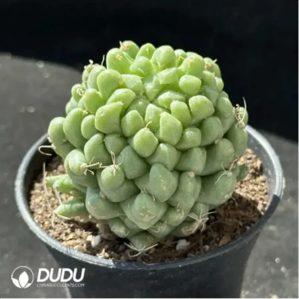 Cactus-Mammillaria Taijulian - Image 2