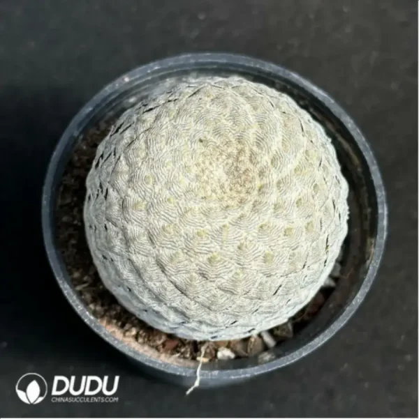 1756115093-1-2461.webp Euphorbia-piscidermis(Grafted) - Image 1