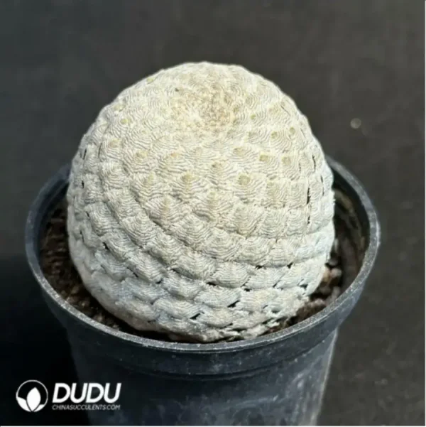 1756115094-2-1618.webp Euphorbia-piscidermis(Grafted) - Image 2