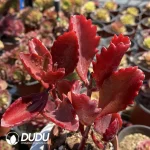 (Scattered)Kalanchoe sexangularis 3-6 heads clustering