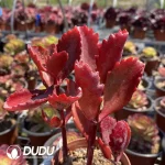 (Scattered)Kalanchoe sexangularis 3-6 heads clustering - Image 2