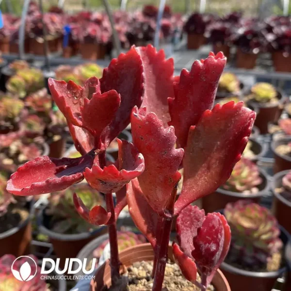 (Scattered)Kalanchoe sexangularis 3-6 heads clustering - Image 2