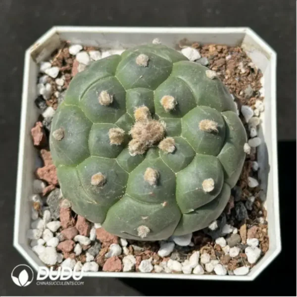 Cactus-Astrophytum Asterias Kikko - Image 1