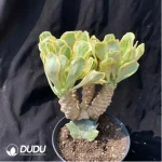 Euphorbia-poissonii variegated 3-4heads Clustering (Grafted) - Image 2