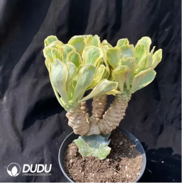 Euphorbia-poissonii variegated 3-4heads Clustering (Grafted) - Image 2