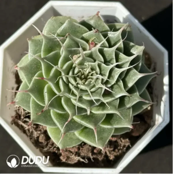 Echeveria Long Eyelashes - Image 1