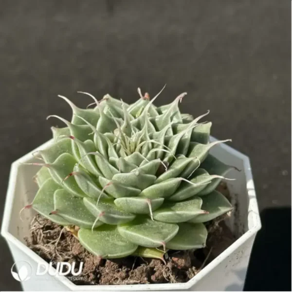 Echeveria Long Eyelashes - Image 2