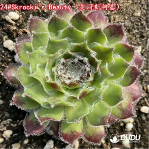 Sempervivum Skrocki's Beauty - Image 1