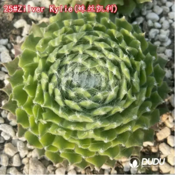 1756115103-1-1359.webp Sempervivum Zilver Kylie - Image 1