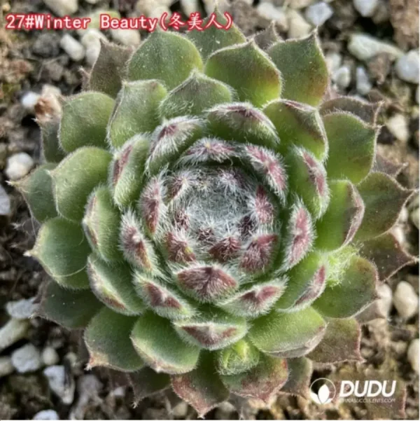 Sempervivum Winter Beauty - Image 1
