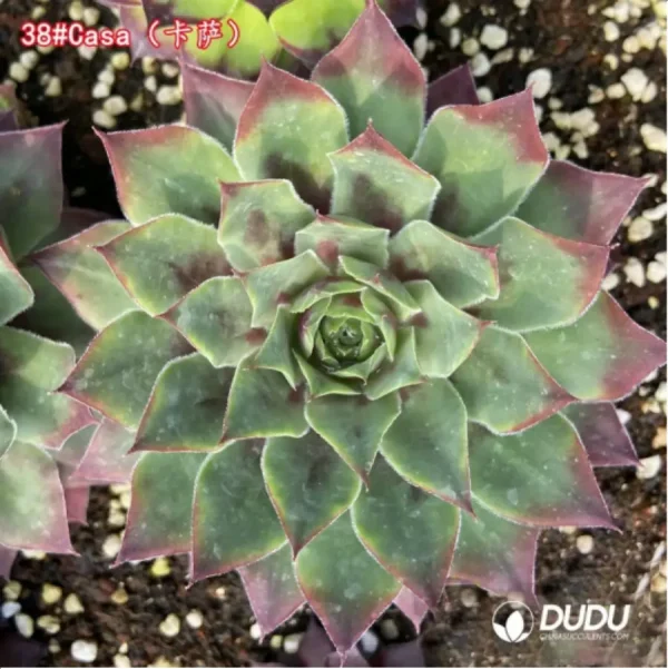 1756115105-1-1229.webp Sempervivum Casa - Image 1