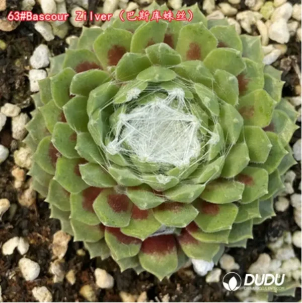 1756115106-1-1386.webp Sempervivum Bascour Zilver - Image 1