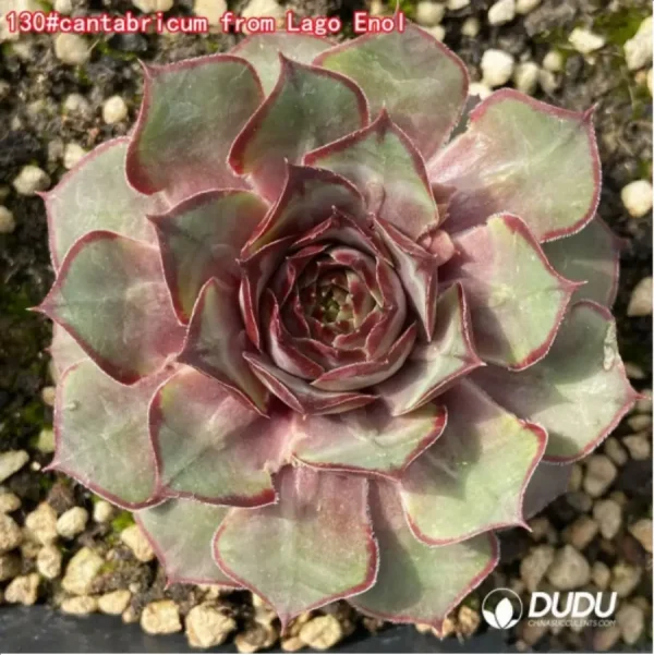 Sempervivum cantabricum from Lago Enol - Image 1