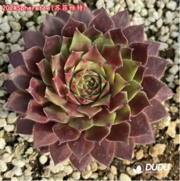 Sempervivum Spherette - Image 1