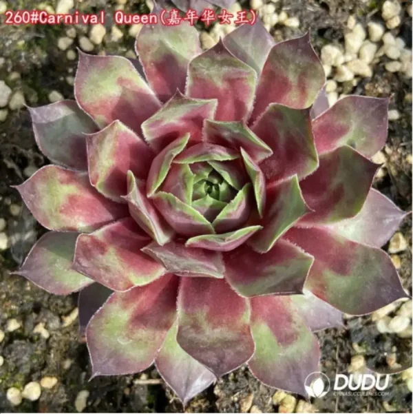 1756115118-1-1253.webp Sempervivum Carnival Queen - Image 1