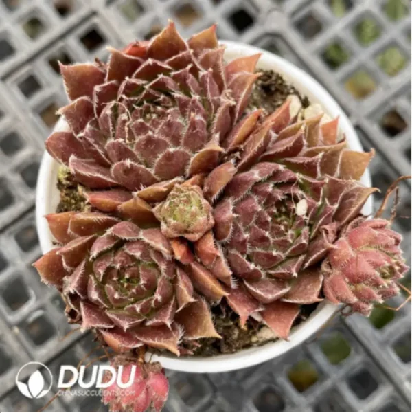 Sempervivum For You ( 4U ) - Image 1