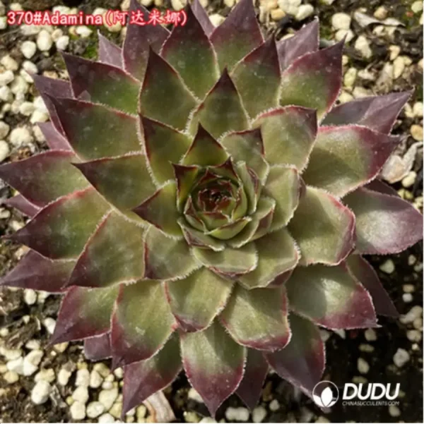 Sempervivum Adamina - Image 1