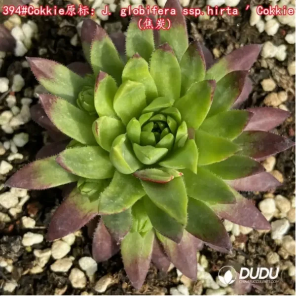 Sempervivum J. globifera ssp. hirta Cokkie - Image 1