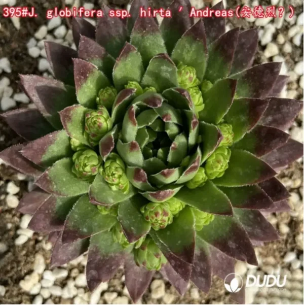 Sempervivum J. globifera ssp. hirta Andreas - Image 1