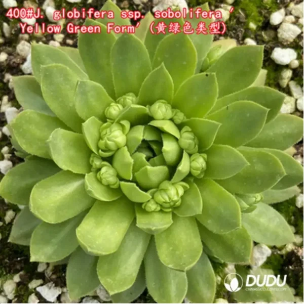 Sempervivum J. globifera ssp. sobolifera Yellow Green Form - Image 1