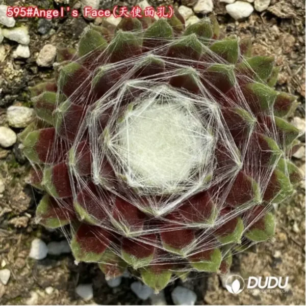 Sempervivum Angel's Face - Image 1