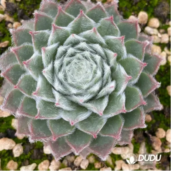 Sempervivum Rosa M'dchen - Image 1